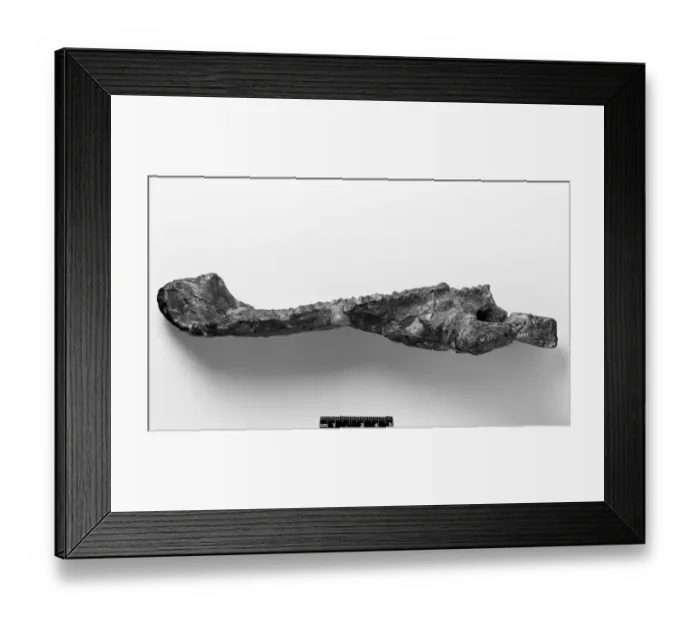Framed Print : Telmatosaurus transylvanicus Framed Print : Telmatosaurus transylvanicus