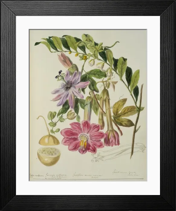 Framed Print : Passifloreae Framed Print : Passifloreae