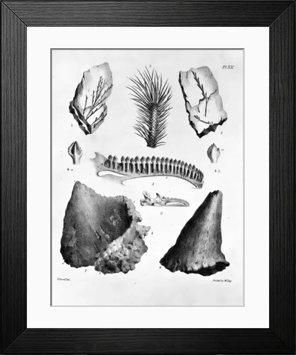Framed Print : Plate 20. Mantells Geology of Sussex