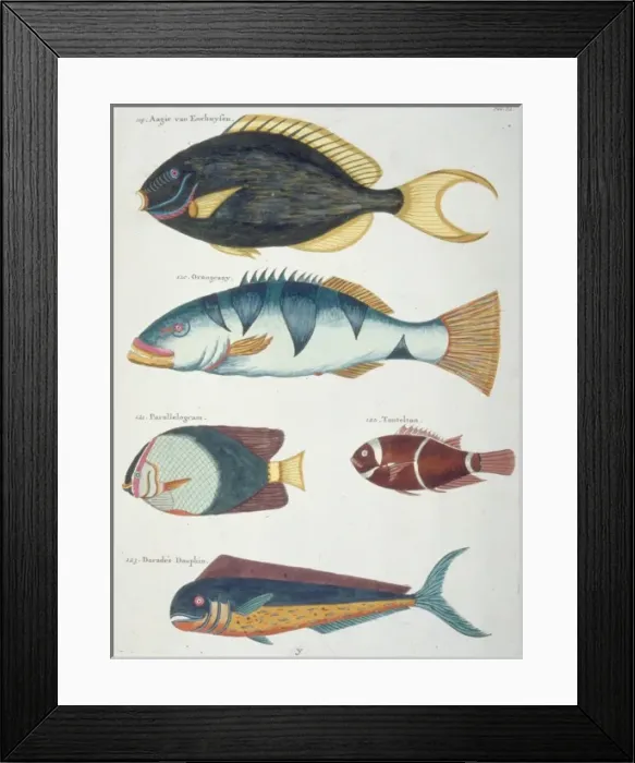 Framed Print : Colourful illustration of five fish Framed Print : Colourful illustration of five fish