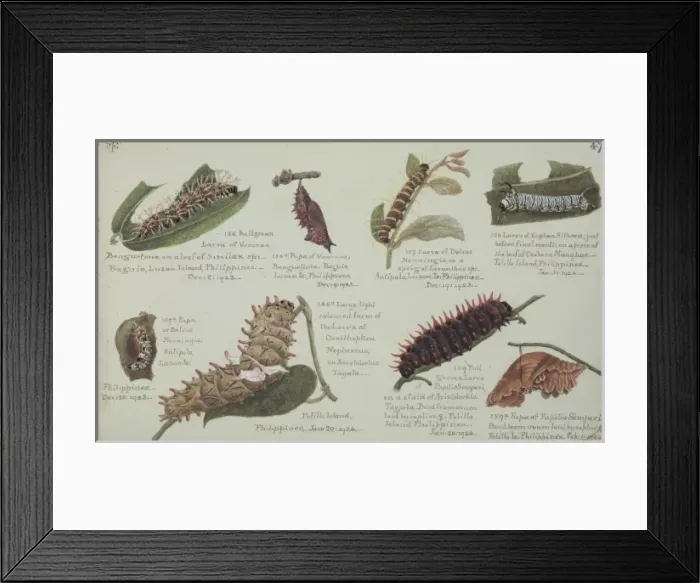 Framed Print : Larvae and Pupae by Margaret Fountaine
