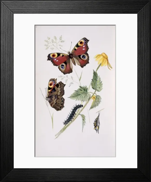 Framed Print : Inachis io, peacock butterfly Framed Print : Inachis io, peacock butterfly