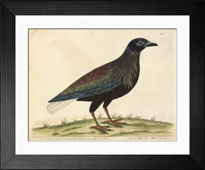Framed Print : Nicobar Pigeon Framed Print : Nicobar Pigeon