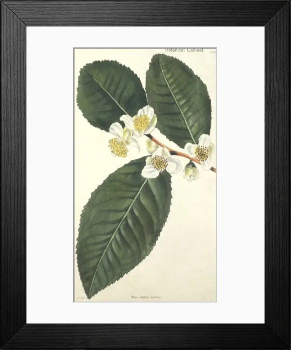 Framed Print : Camellia thea, tea Framed Print : Camellia thea, tea