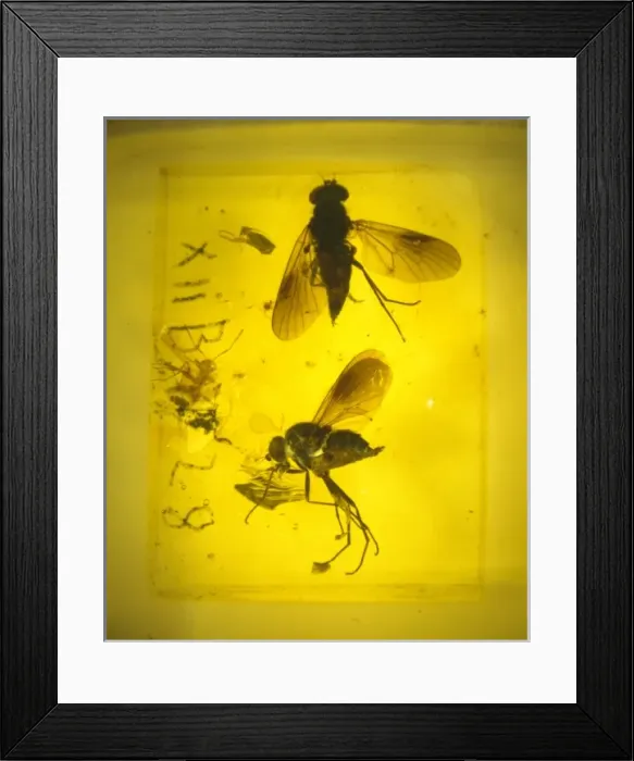 Framed Print : Snipe flies in amber Framed Print : Snipe flies in amber