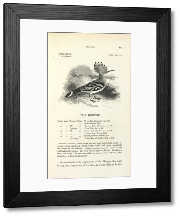 Framed Print : Common Hoopoe Framed Print : Common Hoopoe