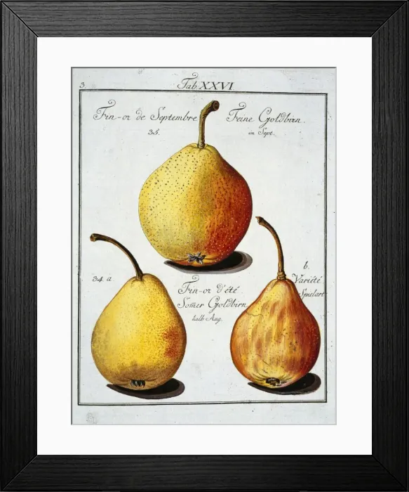 Framed Print : Pyrus sp. pear Framed Print : Pyrus sp. pear