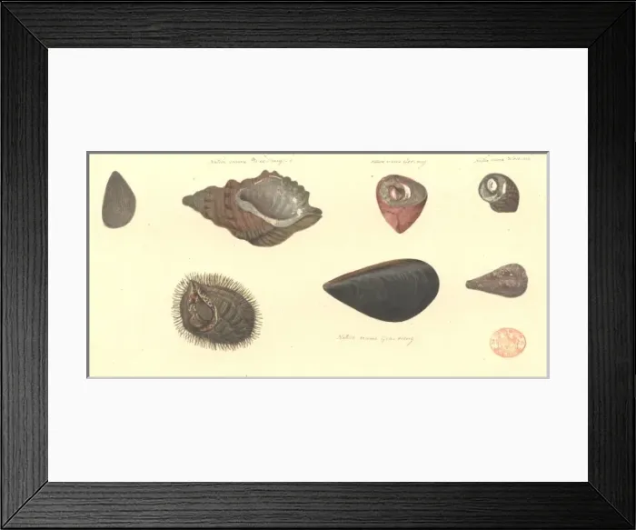 Framed Print : Seven molluscs, including two bivalves and five gastropods Framed Print : Seven molluscs, including two bivalves and five gastropods