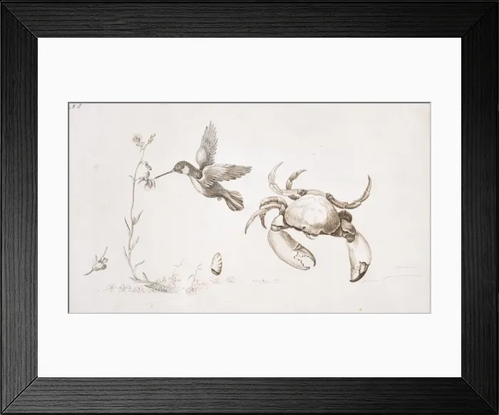 Framed Print : Archilochus colubris, ruby-throated hummingbird Framed Print : Archilochus colubris, ruby-throated hummingbird