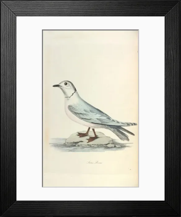 Framed Print : Rosss Gull Framed Print : Rosss Gull