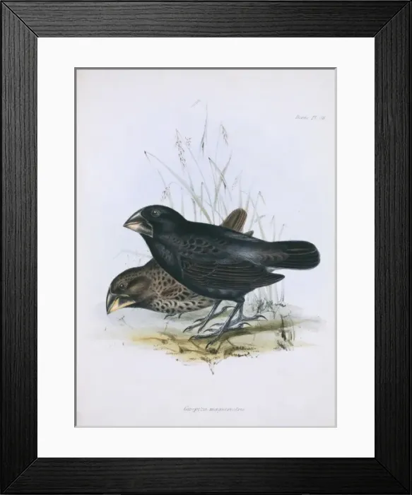 Framed Print : Geospiza magnirostris, large ground finch Framed Print : Geospiza magnirostris, large ground finch