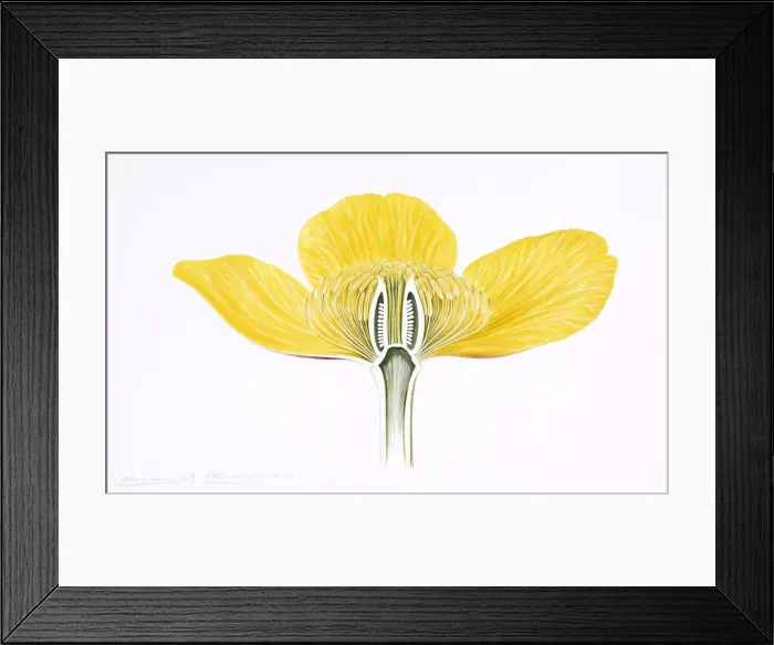 Framed Print : Caltha palustris, yellow marsh marigold Framed Print : Caltha palustris, yellow marsh marigold