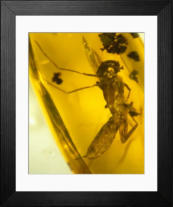 Framed Print : Schizomid in amber Framed Print : Schizomid in amber