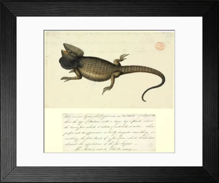 Framed Print : Pogona barbata, bearded dragon Framed Print : Pogona barbata, bearded dragon