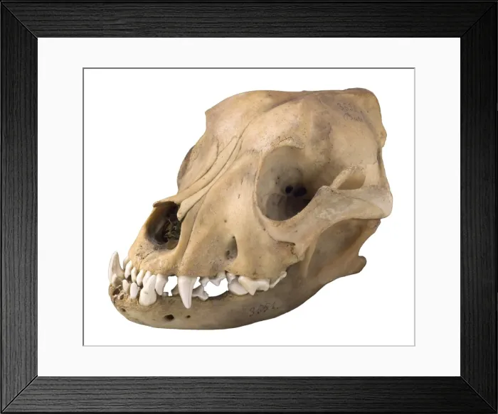 Framed Print : Bulldog cranium c. 1860 Framed Print : Bulldog cranium c. 1860