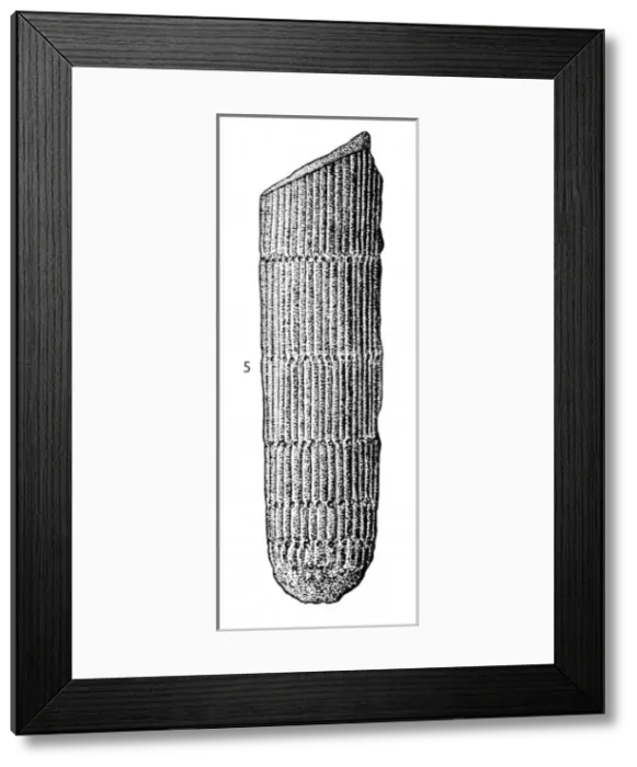 Framed Print : Calamites suckowi (Brongniart) Framed Print : Calamites suckowi (Brongniart)