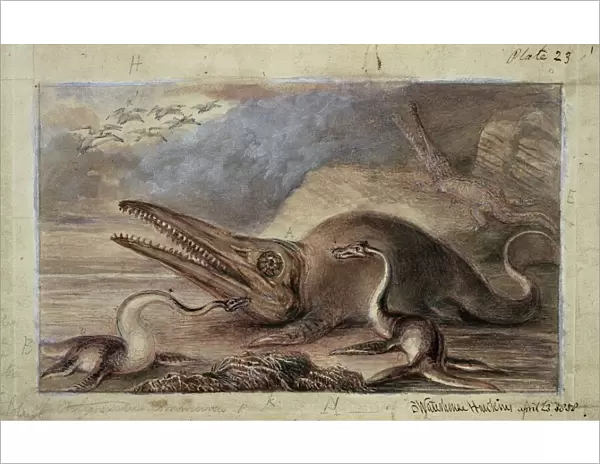 Ichthyosaurus, Plesiosaurus