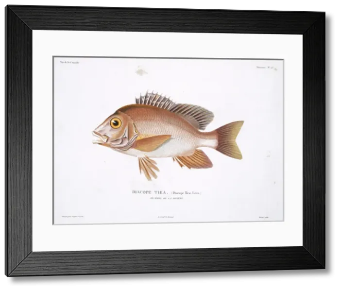 Framed Print : Lutjanus gibbus, humpback red snapper Framed Print : Lutjanus gibbus, humpback red snapper
