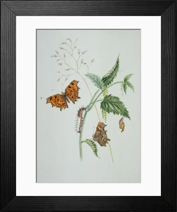 Framed Print : Polygonia c-album, comma Framed Print : Polygonia c-album, comma