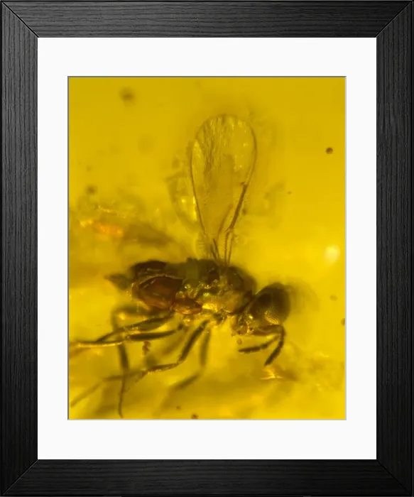 Framed Print : Chalcid wasp in amber Framed Print : Chalcid wasp in amber