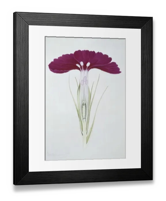 Framed Print : Dianthus barbatus, sweet William Framed Print : Dianthus barbatus, sweet William