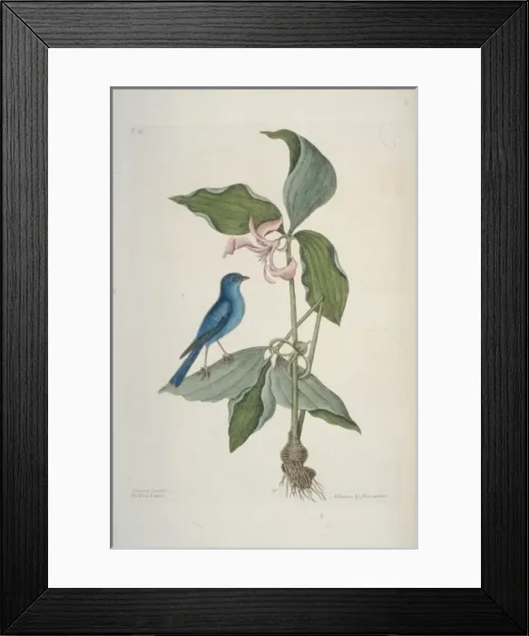 Framed Print : Passerina cyanea, indigo bunting Framed Print : Passerina cyanea, indigo bunting