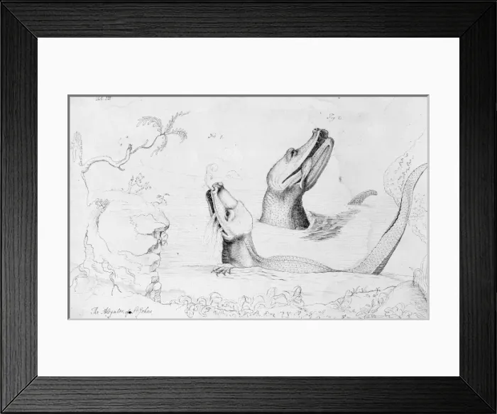 Framed Print : Alligator mississippiensis, American alligator Framed Print : Alligator mississippiensis, American alligator