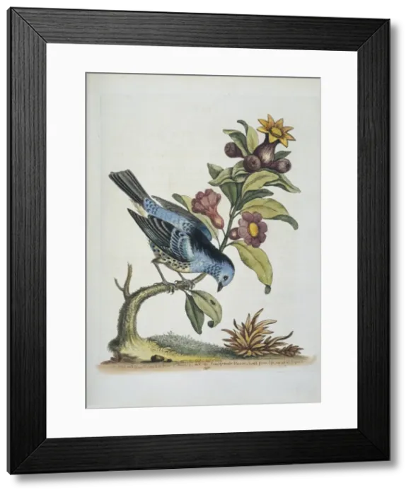 Framed Print : Plate from The Gleanings of Natural History by George Edward Framed Print : Plate from The Gleanings of Natural History by George Edward