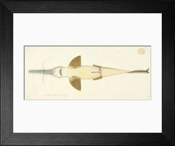 Framed Print : Pristiophorus cirratus, long nose sawshark Framed Print : Pristiophorus cirratus, long nose sawshark