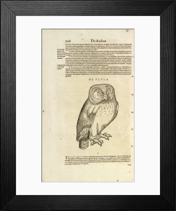 Framed Print : Owl De Ulula Framed Print : Owl De Ulula