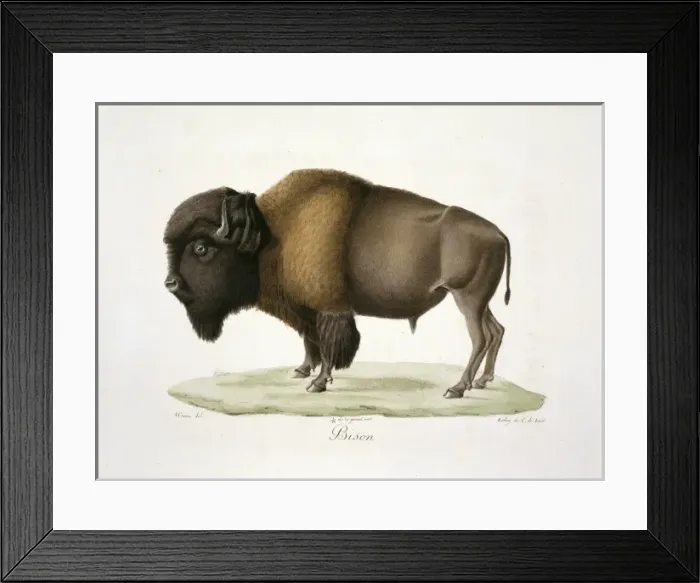 Framed Print : Bison bison, American bison Framed Print : Bison bison, American bison