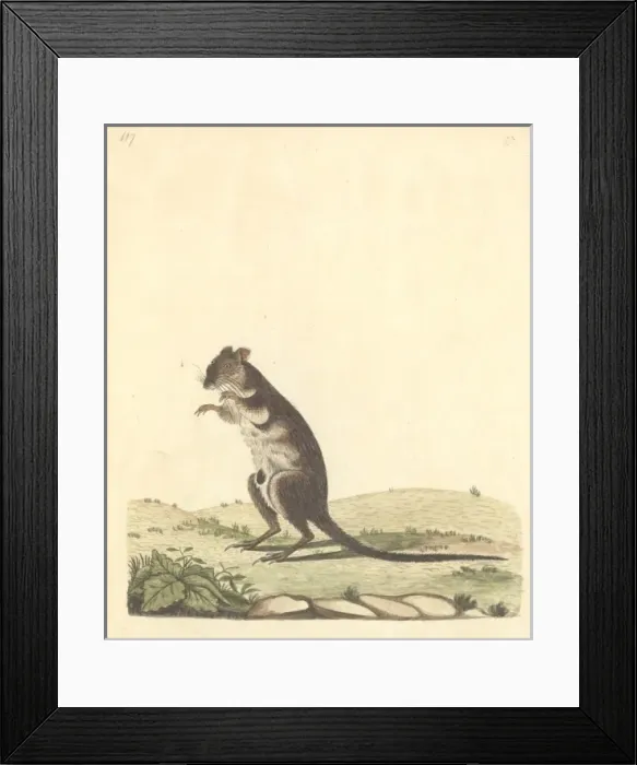 Framed Print : Potorous tridactylus, long-nosed potoroo Framed Print : Potorous tridactylus, long-nosed potoroo