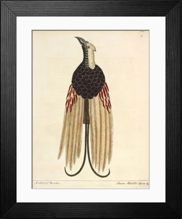 Framed Print : Greater Bird of Paradise Framed Print : Greater Bird of Paradise