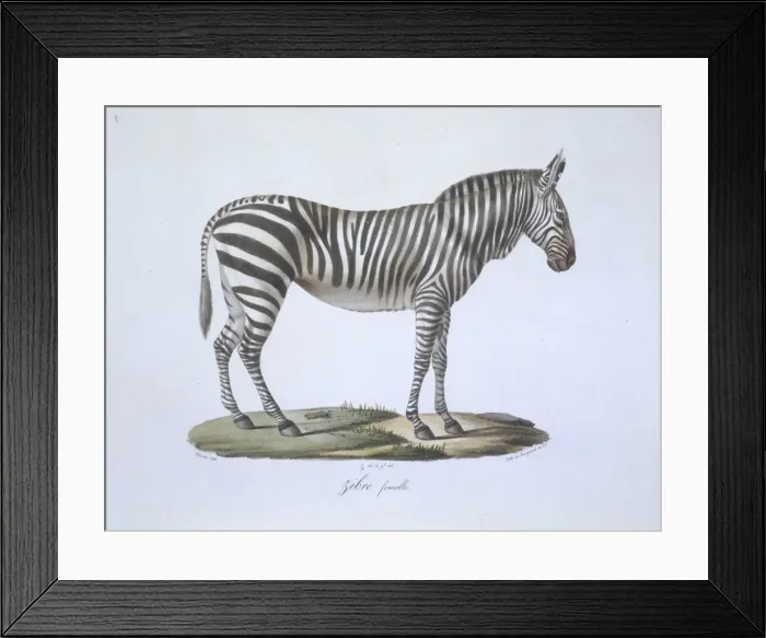 Framed Print : Equus sp. zebra Framed Print : Equus sp. zebra
