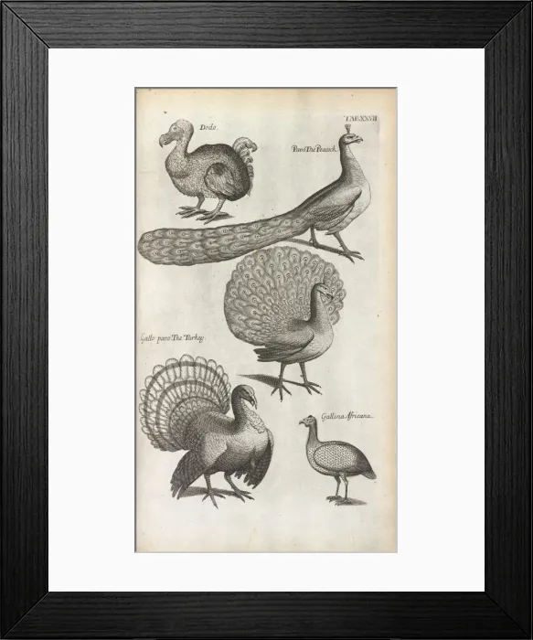 Framed Print : Peacocks, Turkeys and a Dodo Framed Print : Peacocks, Turkeys and a Dodo