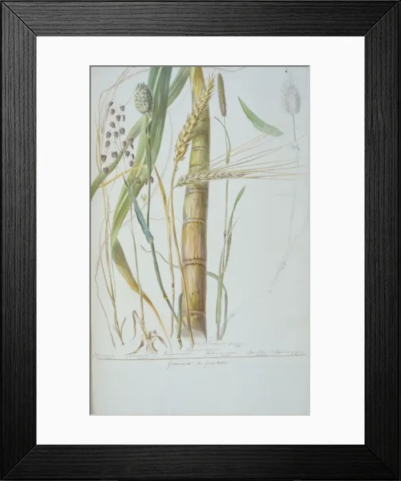 Framed Print : Poaceae: The Grass tribe, grasses used by humans Framed Print : Poaceae: The Grass tribe, grasses used by humans