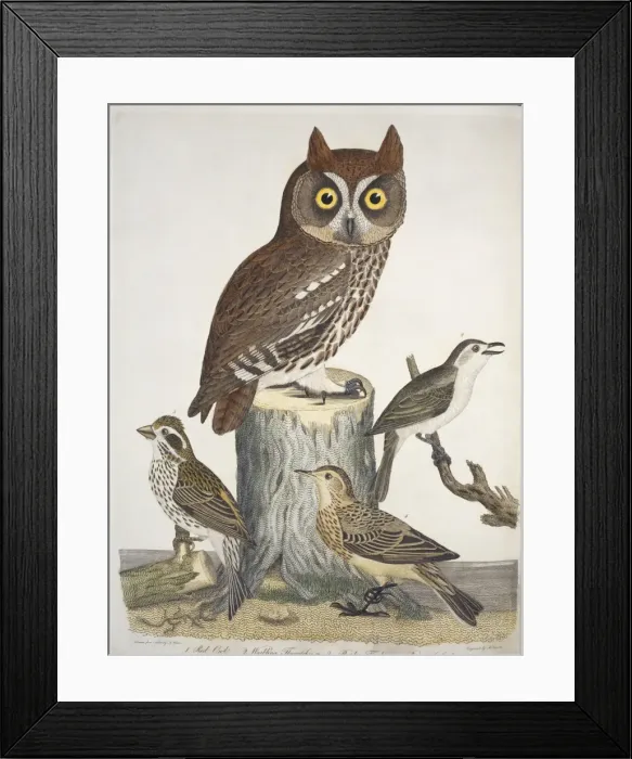 Framed Print : Red owl, warbling flycatcher, purple finch, brown lark Framed Print : Red owl, warbling flycatcher, purple finch, brown lark