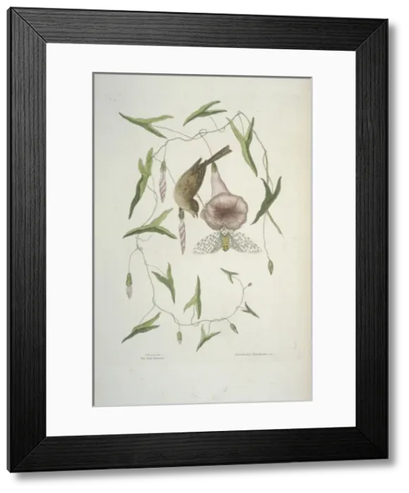 Framed Print : Passerculus sandwichensis, Savannah sparrow Framed Print : Passerculus sandwichensis, Savannah sparrow