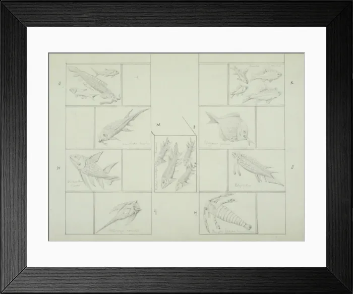 Framed Print : Fish design Framed Print : Fish design