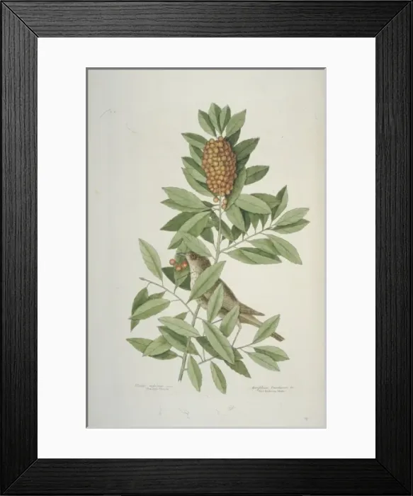 Framed Print : Catharus minimus, grey-cheeked thrush