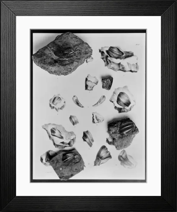 Framed Print : Iguanodon teeth Framed Print : Iguanodon teeth