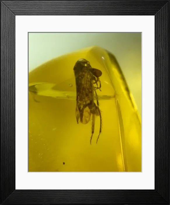 Framed Print : Leafhopper bug in Dominican amber Framed Print : Leafhopper bug in Dominican amber