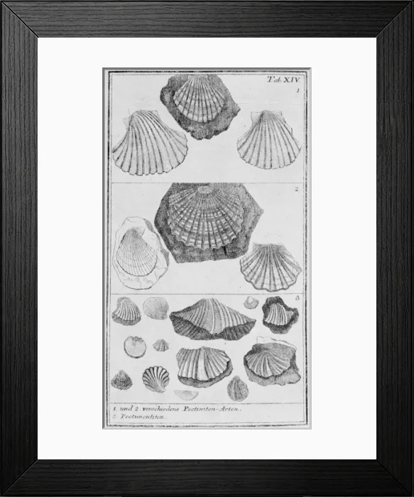 Framed Print : Collection of molluscs Framed Print : Collection of molluscs