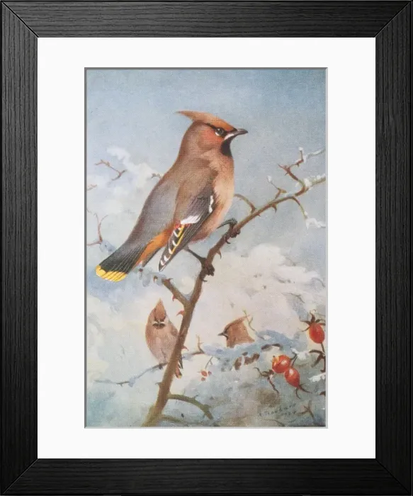 Framed Print : Bombycilla garrulus, Bohemian waxwing Framed Print : Bombycilla garrulus, Bohemian waxwing