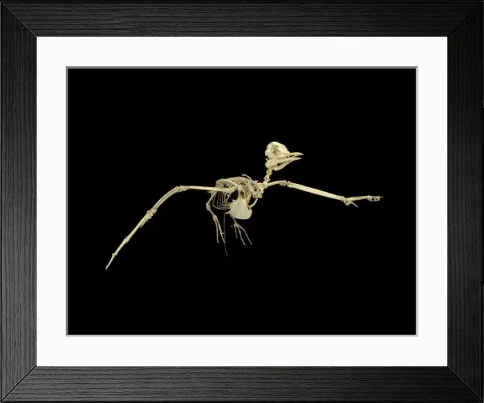 Framed Print : Sterna hirundo, common tern Framed Print : Sterna hirundo, common tern