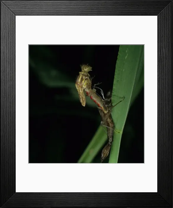 Framed Print : Pyrrhosoma nymphula, large red damselfly Framed Print : Pyrrhosoma nymphula, large red damselfly