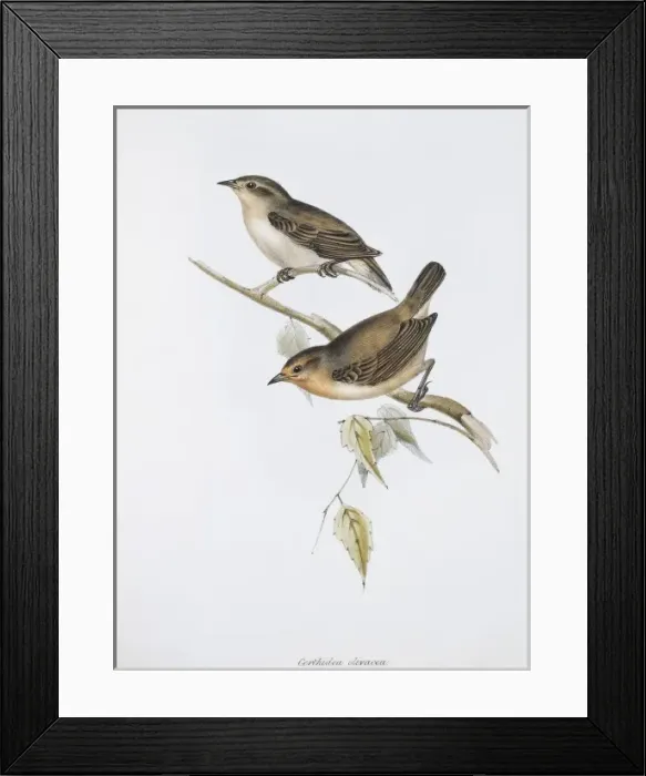 Framed Print : Certhidea olivacea, warbler-finch Framed Print : Certhidea olivacea, warbler-finch