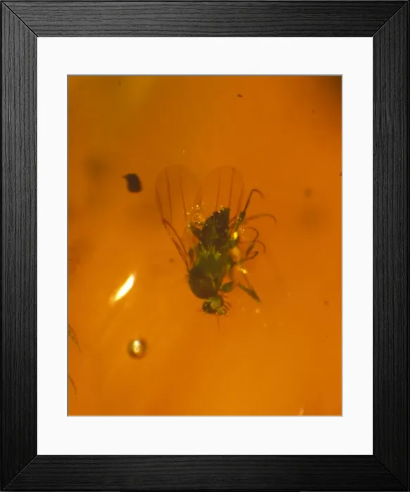 Framed Print : Scuttle fly in amber