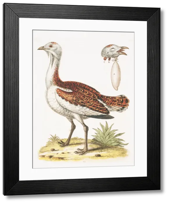 Framed Print : Otis tarda, great bustard Framed Print : Otis tarda, great bustard