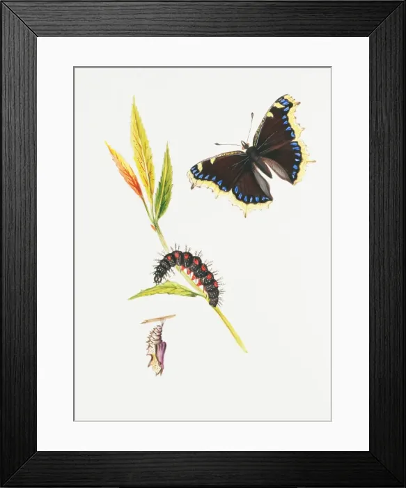 Framed Print : Nymphalis antiopa, camberwell beauty Framed Print : Nymphalis antiopa, camberwell beauty